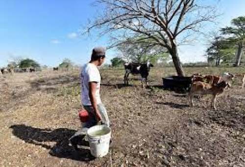La sequía en México amenaza la producción  de carne vacuna, advierten agricultores