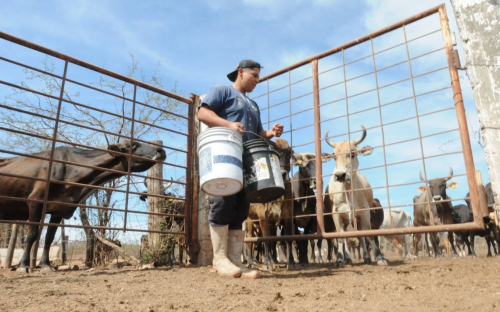 Sequía amenaza la producción de carne en México
