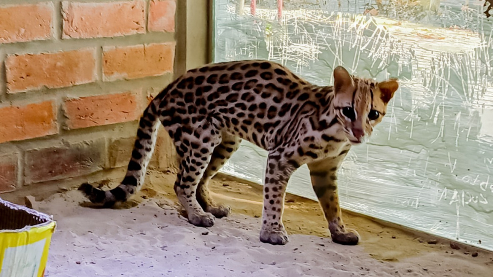 Pequeño Jaguar "Yuma" rescatado recupera  su salud en el parque Pantanal de Trinidad