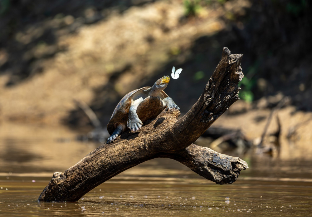 Reyes veta acceso a  cazadores y pescadores  en zonas protegidas