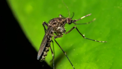 Oropouche, la enfermedad parecida al zika que amenaza con propagarse por América del Sur