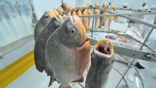 Rurrenabaque  anuncia producción  masiva de pescado  para exportación