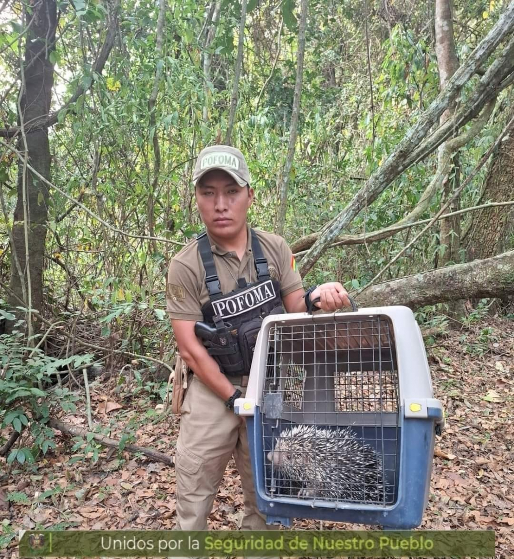 POFOMA rescata y  devuelve a su hábitat  natural a especies  amenazadas