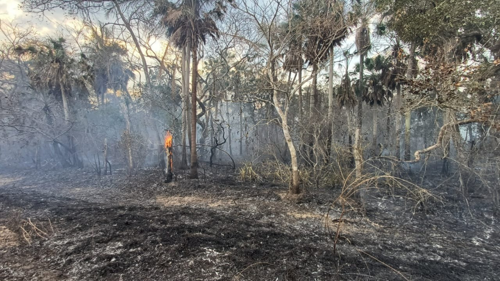 ABT activa 27  procesos penales por  quemas e incendios  en Santa Cruz y Beni