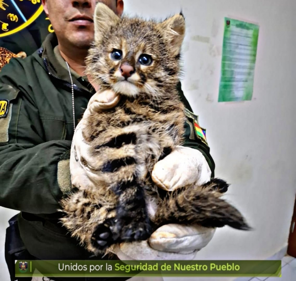 POFOMA rescata  un felino salvaje  y asegura su  recuperación