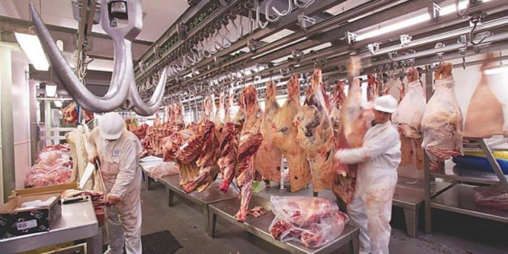 Sector ganadero duplicó las exportaciones de  carne al primer semestre del año, según el INE