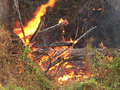 Alerta en Baures:  Incendio amenaza  grandes extensiones de cacao y bosques  en la montaña