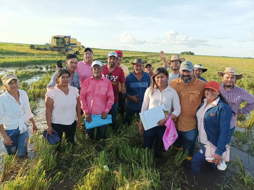 Cambio climático y escasez de diésel afectaron cronograma de siembra de arroz