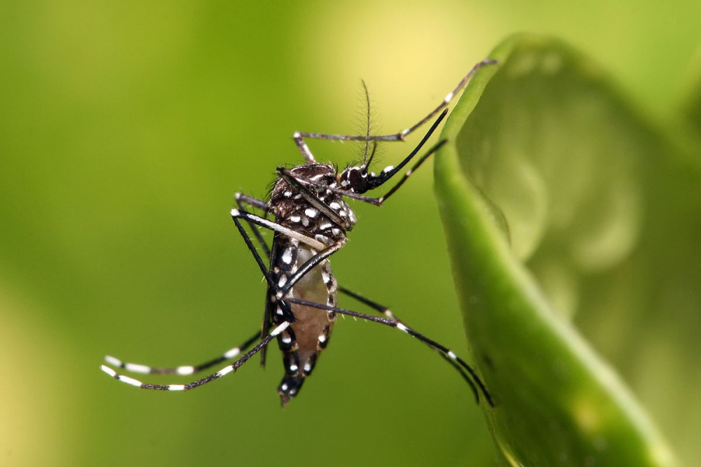 Trinidad declara la guerra al dengue: Fumigación y limpieza intensiva para frenar la epidemia