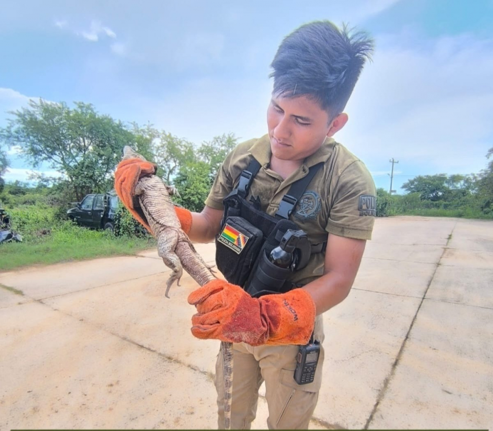 Vecinos alertan y POFOMA salva a una iguana acorralada por perros