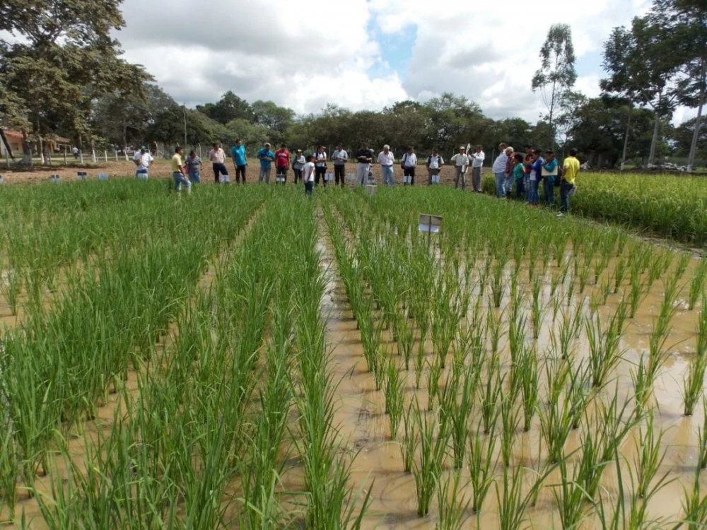 Lluvias afectan el 30% de la producción de arroz en el Beni y amenazan la seguridad alimentaria