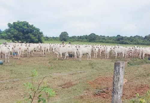 Entregan 315 vaquillas y 10 toros reproductores de raza Nelore a 90 familias de San Ramón