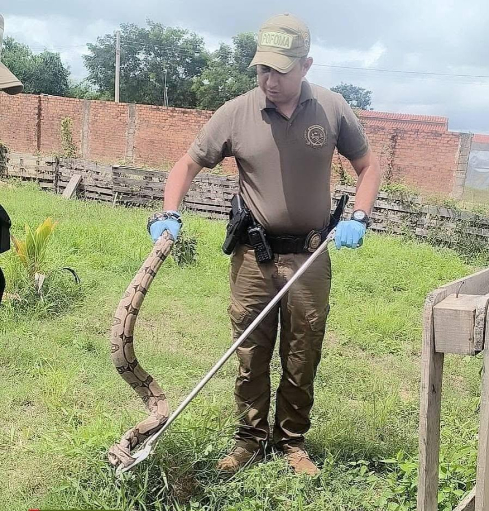 POFOMA Beni rescata fauna  silvestre en zonas urbanas de Trinidad