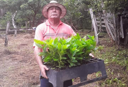 Siembran 200 plantas de tres variedades de café para incentivar su producción en Magdalena