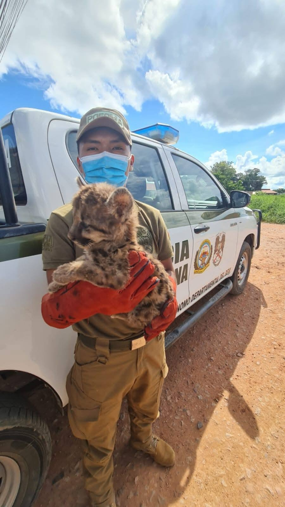 POFOMA rescata a un cachorro de león americano en el municipio de San Andrés