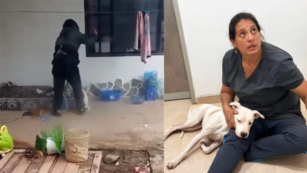 Rescatan a perrita tras brutal agresión en una vivienda de Santa Cruz