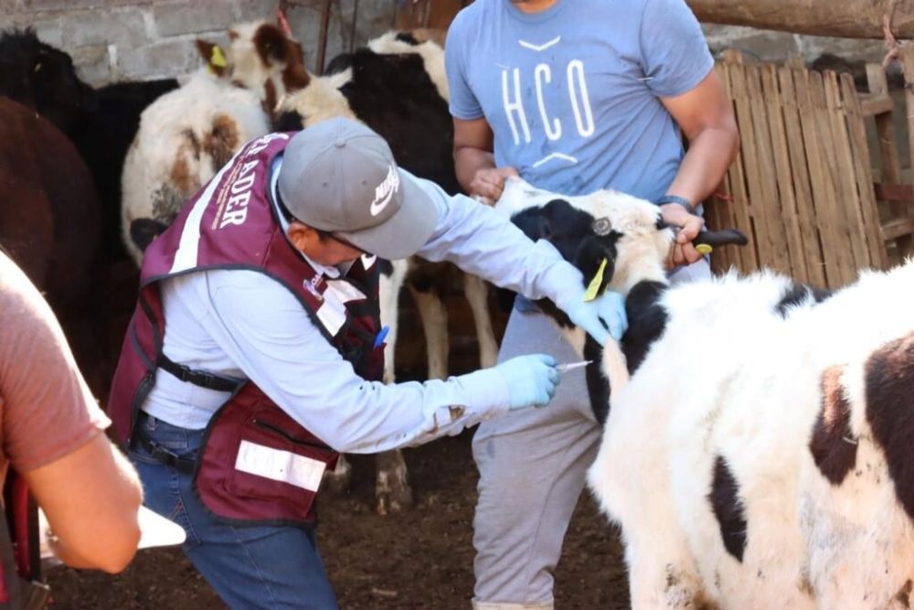 Senasag continúa campaña contra la brucelosis bovina y bufalina