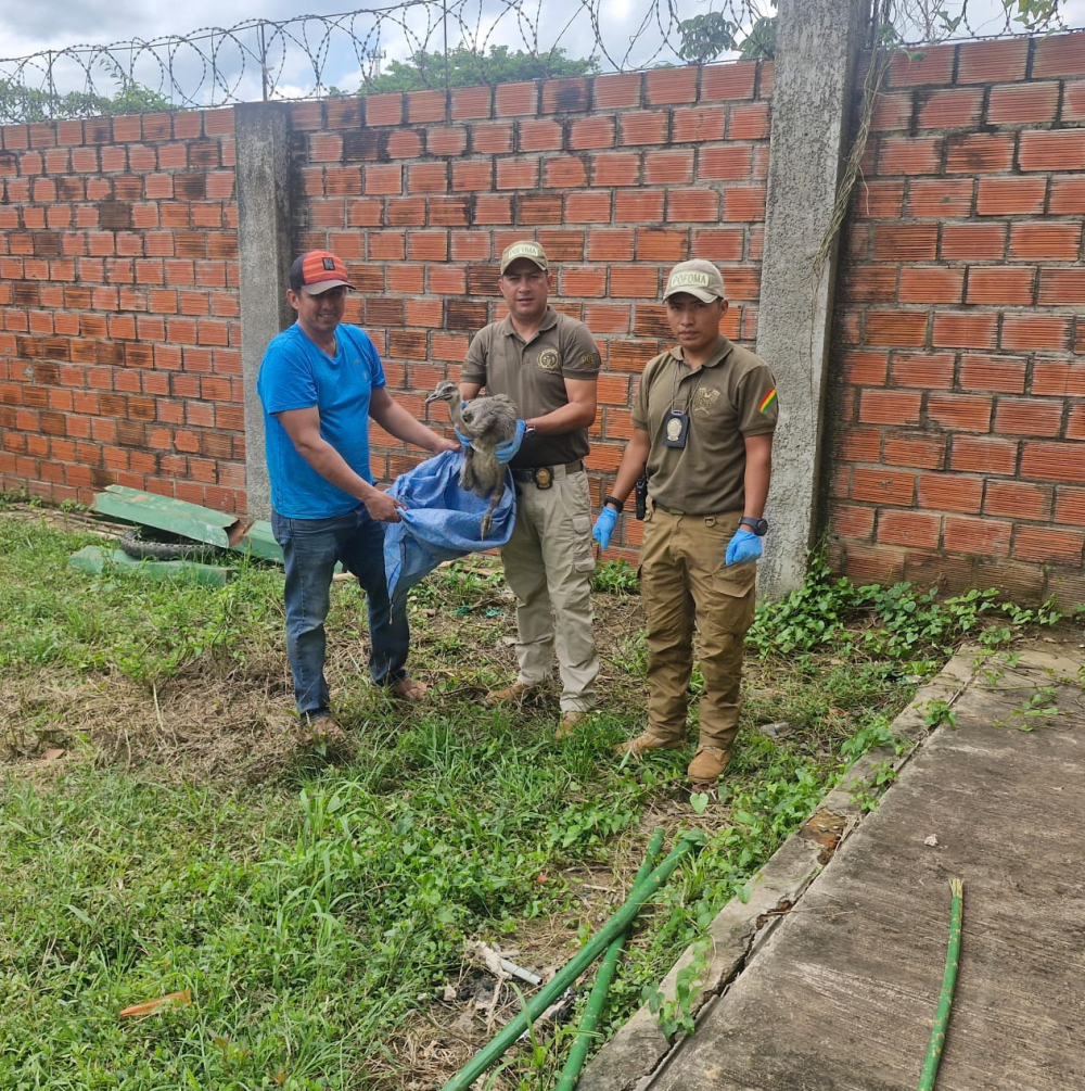 POFOMA SALVA A CRIA DE ÑANDU EN PELIGRO