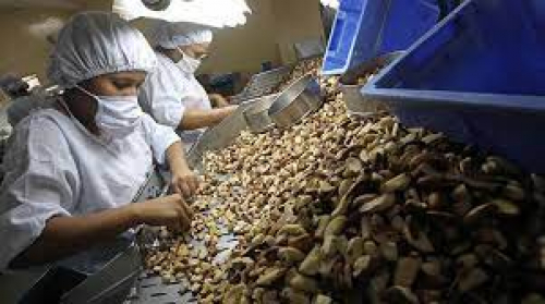 Exportación de la castaña  está incluida en acuerdos  suscritos con Brasil