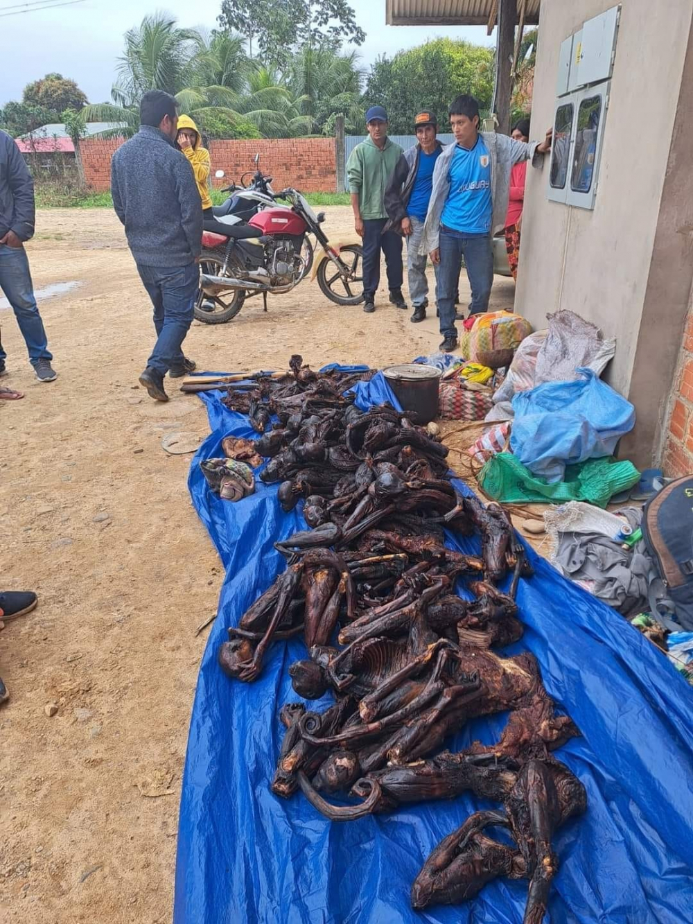 Indígenas sorprendidos con  cabezas de marimonos fueron  devueltos a sus comunidades