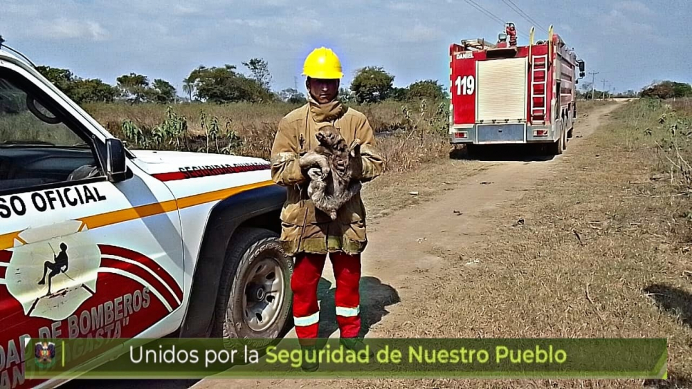 Incendio forestal de magnitud extinguido;  Un perezoso rescatado por POFOMA