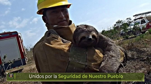 Incendio forestal en  urbanización El Rosario:  Rescatan a oso perezoso