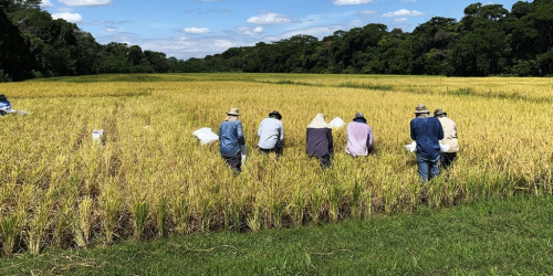 Productores de arroz advierten  que solo podrán abastecer a cerca  del 50% de la demanda en Bolivia