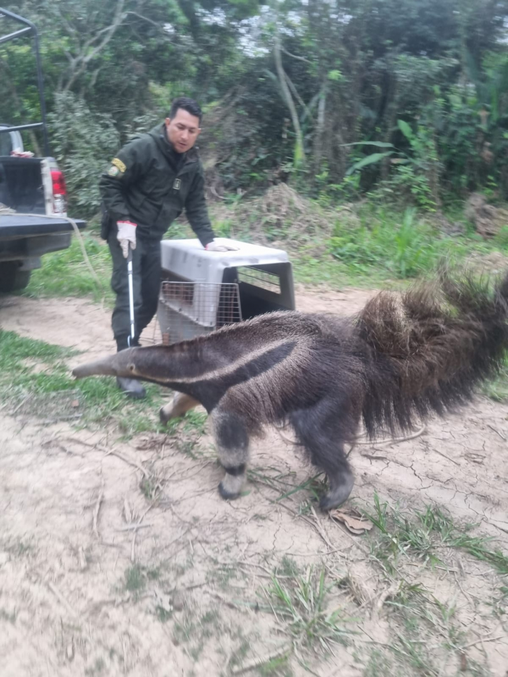 POFOMA rescata a oso bandera en el aeropuerto y lo libera en área protegida