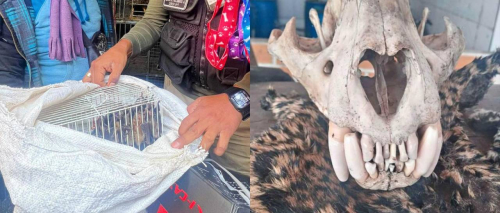 Un hombre en Santa Cruz vendía partes de jaguar en Facebook y otro ofertaba murciélagos en un mercado de Cochabamba