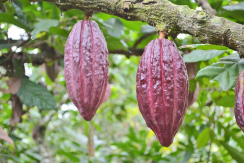 Firman convenios para  de proyectos de manejo  sostenible de cacao y  reforestación en Beni
