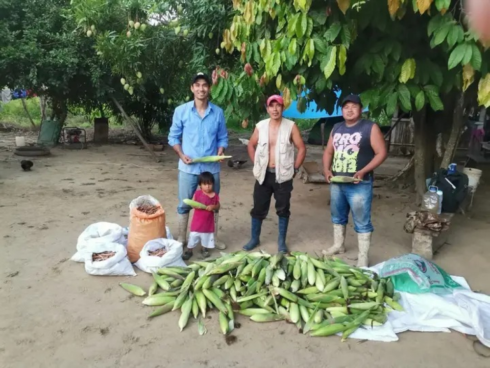 TIMI revoluciona la agricultura: Feria  productiva muestra éxito del chaco sin quema