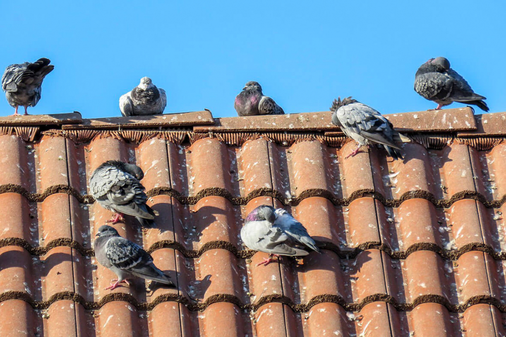 Invasión de palomas y  estiércol: Municipio  encara limpieza en  el Colegio Nacional  ‘6 de Agosto’