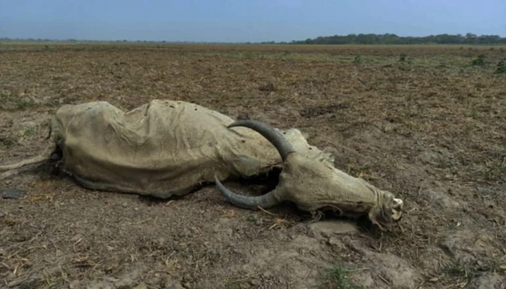 Ante inminente sequía, Mamoré implementa reforestación y procura construcción de pozas para agua