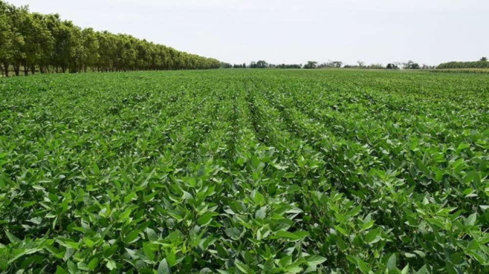 Productores esperan conocer  experiencia de Brasil e n uso de biotecnología y  apertura de mercados