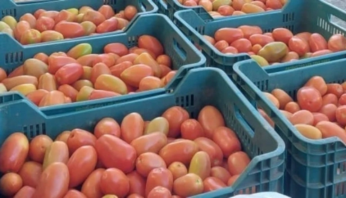 El precio de tomate desciende hasta Bs 6 el kilo y proyectan que siga "estabilizándose"