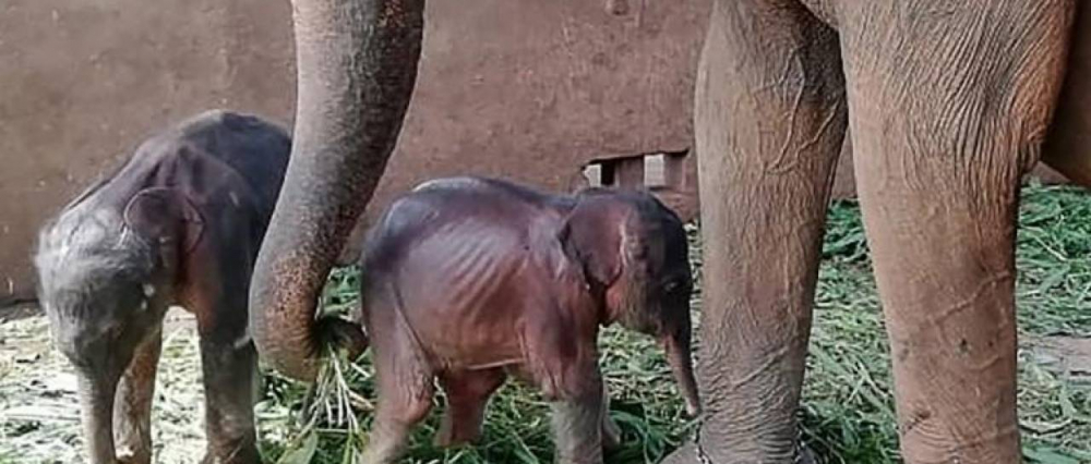 Una elefanta da a luz a gemelos de distinto sexo en un raro caso en Tailandia