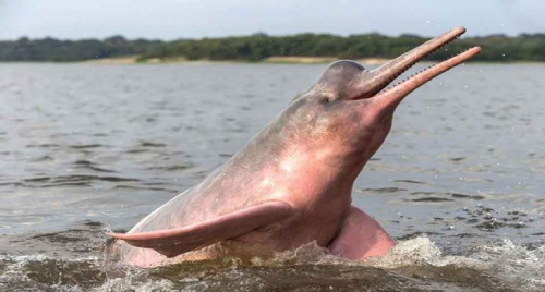El delfín rosado del Amazonas se extinguirá en menos de 50 años, revela un estudio