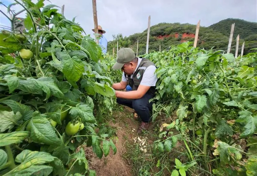 Productores de tomate dicen que el gusano ya no es una amenaza y que el precio del producto se estabiliza