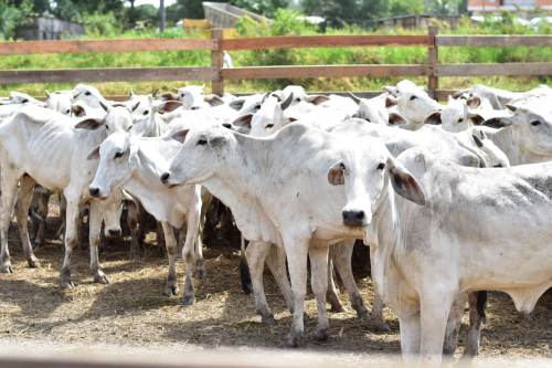 Gobierno y ganaderos buscan subir en 4,5%  la producción bovina y abrir nuevos mercados