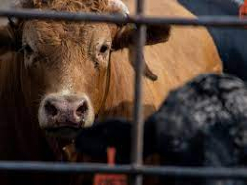 Detectan gripe aviar  "altamente patógena" en  vacas lecheras en Texas