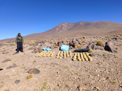 FELCN secuestró 150 kilos de marihuana  en operativos en Santa Cruz, Potosí y Beni