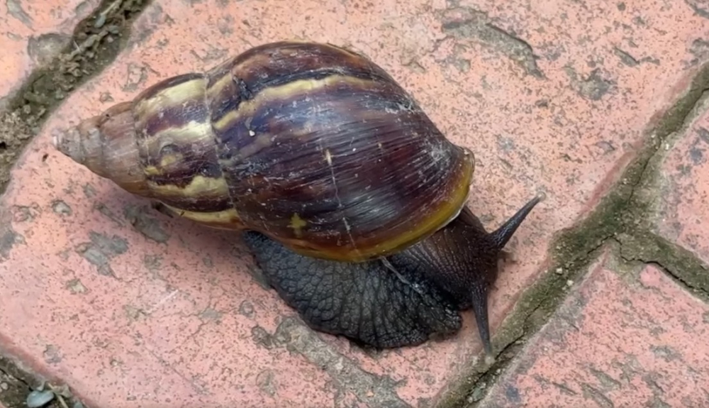 Trinidad: caracol gigante africano  en la ‘mira’ del SENASAG