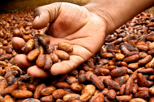 La exportación del cacao casi  se triplicó durante el año pasado