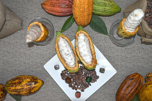 Cancillería inaugura el ‘Salón del Cacao & Chocolate’ para seleccionar los mejores granos