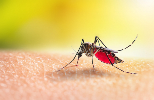 Preocupación en Riberalta ante posibles casos de “Oropouche” transmitido por mosquitos