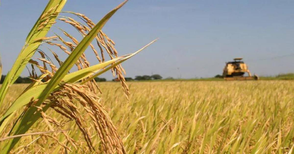 Alerta en Beni. Se pierden 5.000 hectáreas de arroz por lluvias