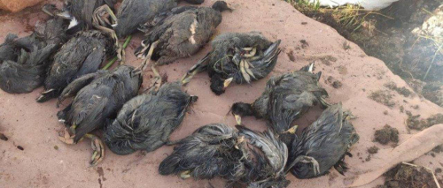 Denuncian que 53 aves murieron en el Bioparque Vesty Pakos; el administrador dice que llegaron agonizando del Titicaca y de incendios