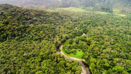 Fonabosque cierra con 34 propuestas para  cofinanciar estudios de manejo de bosques