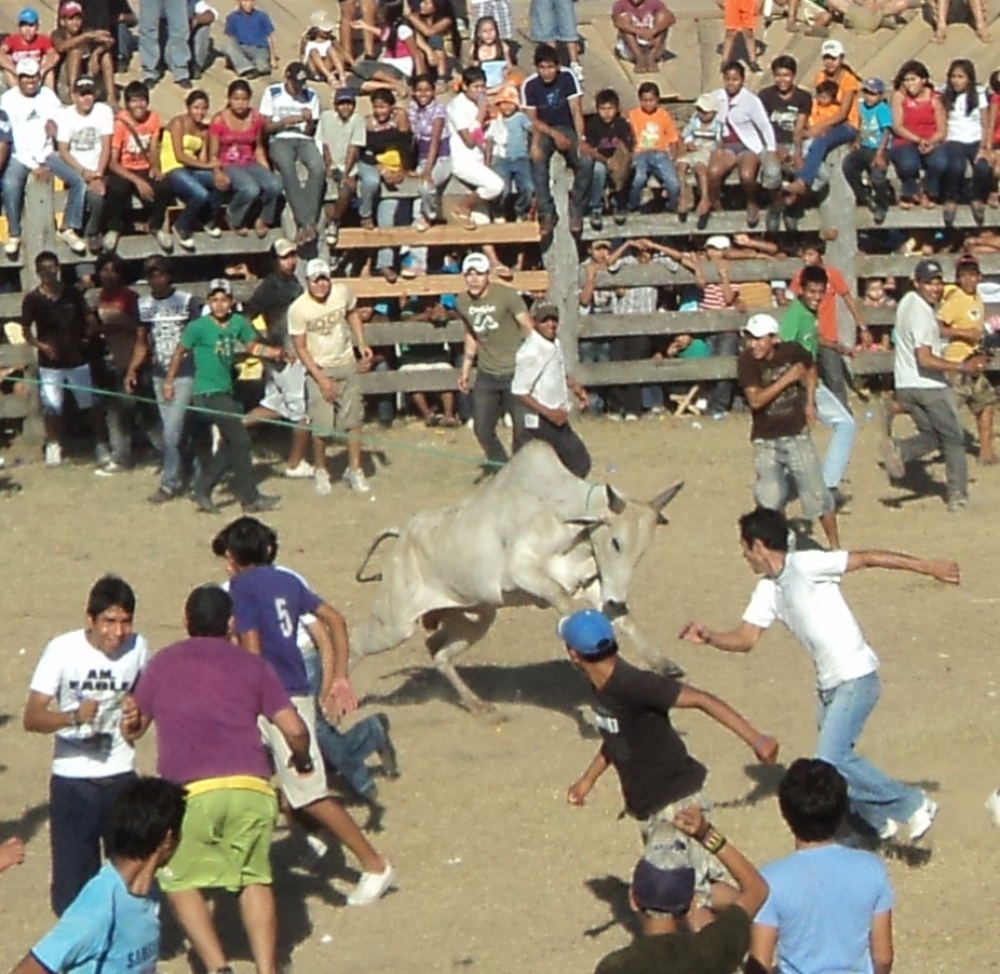 Chope Piesta: Aseguran 10 astados  bravos para el jocheo e’ toros