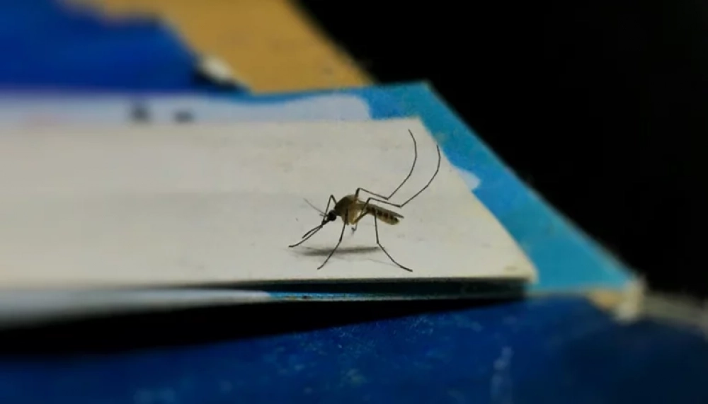 Mosquito que resiste al frío invade ciudades desde Bolivia hasta Argentina, pasando por Brasil y Paraguay